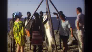 Nigeria (1969): Caught This Amazingly Huge Fish Off The Coast Of Africa
