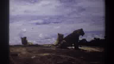 Nigeria (1969): Lion Walking In The Forest
