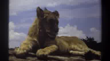 Nigeria (1969): A Lion Looking Angrily At The Camera While Sitting On Some Rocks