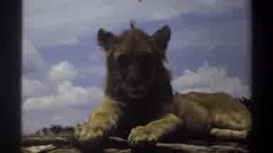 Lagos Nigeria (1969): Lioness Laying Down Like A Sphinx Light Brown Spotted Face