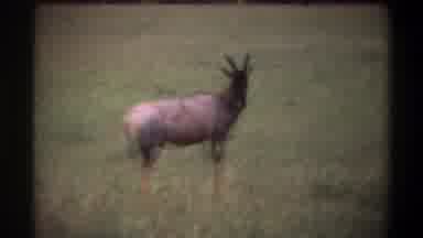 Lagos Nigeria (1969): Wild Animal Showing Vitality And Tranquility In The Jungle