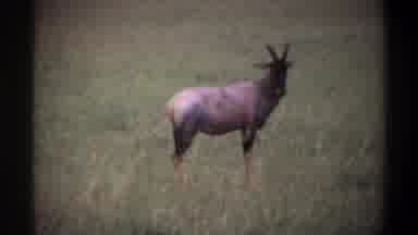 Lagos Nigeria (1969): Wild Goats Grazing In The Field