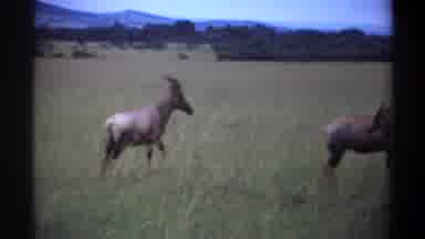 Lagos Nigeria (1969): African Savannah Wildlife Herd Baby Grassland Dusk Animals