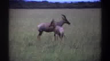 Lagos Nigeria (1969): Beautiful Peaceful Moment Of Wild Animals Eating Grass In