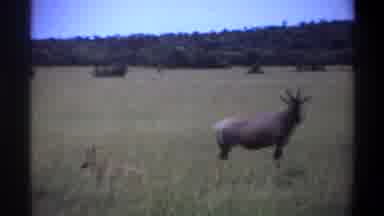 Lagos Nigeria (1969): Large Antelope Standing In Tall Grass Near Hyenas On Sunny