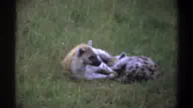 Lagos Nigeria (1969): Hyenas Laying In Grass Relaxing Trying To Keep Cool