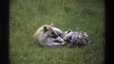 Lagos Nigeria (1969): Hyenas Laying In Grass Pasture While One Is Looking Back At