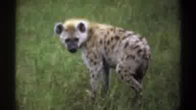 Lagos Nigeria (1969): The Two Unknown Animals Were Roaming In The Forest And