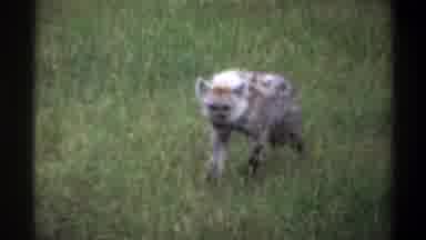 Lagos Nigeria (1969): Hyena Walking Through A Field Of Grass Toward Another Hyena