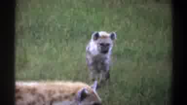 Lagos Nigeria (1969): Hyena Is Forbidden To Eat