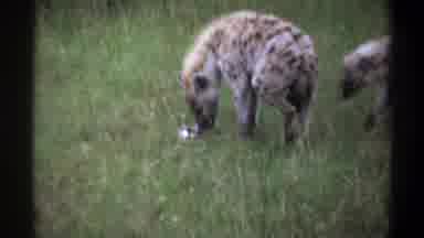 Lagos Nigeria (1969): Two Hyenas In Grass Eating A Dead Animal One Turns To The