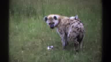 Lagos Nigeria (1969): Two Spotted Hyenas One Scratching Ear With Back Foot