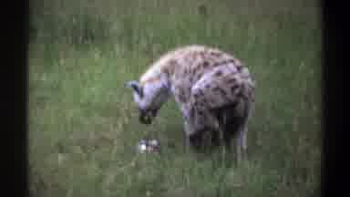 Lagos Nigeria (1969): Two Hyenas Adult And Child Walking In An Open Field Of Grass