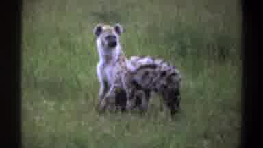 Lagos Nigeria-1969: Two Hyenas Play In Grass Field