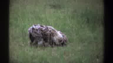Lagos Nigeria (1969): A Group Of Hyenas Laying In The Grass In The Middle Of A