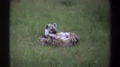 Lagos Nigeria (1969): A Hyena Nurses From Its Mother While Laying In The Grass