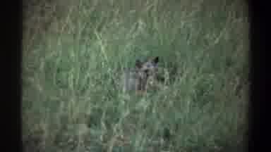 Lagos Nigeria (1969): Unknown Animal With Pointed Ears Lying In Tall Wind Blown