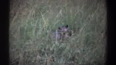 Lagos Nigeria (1969): Petty Pirate Amid The Vegetation Hiding But Is Caught Lying