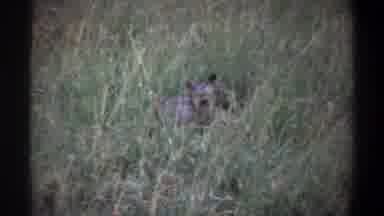 Lagos Nigeria-1969: Animal Resting in Tall Grass