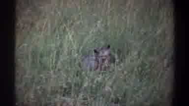 Lagos Nigeria-1969: Animal Sitting In The Forest
