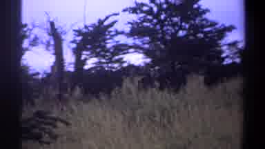 Lagos Nigeria-1969: Safari Land Animals Grazing Tall Grass Light Breeze Trees On