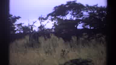 Lagos Nigeria-1969: A View Of An Open Field Of Grass And Trees