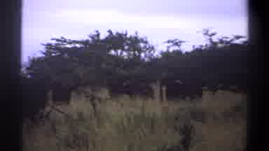 Lagos Nigeria (1969): Africa Safari Grasslands With Lions And Animals Hiding In
