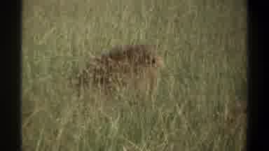LAGOS NIGERIA-1969: Disguised Camouflaged Lion Sitting In Tall Grass