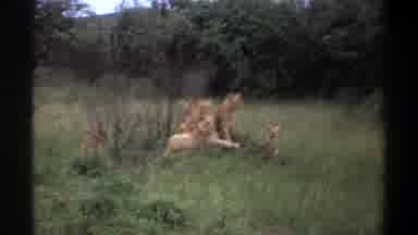 Lagos Nigeria (1969): The Group Of Tigers Were Looking The Deer Which Was Hidden