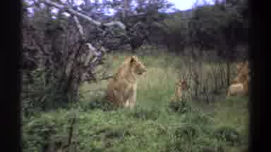 Lagos Nigeria (1969): Handsome Male Lion Sitting Under A Tree Looking At The Land