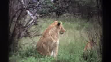 Lagos Nigeria (1969): Pride Of Lions Peacefully Relaxing Together On A Sunny Day