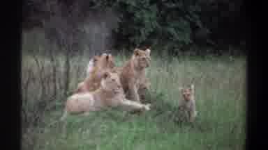 Lagos Nigeria (1969): Female Lions Cub Africa Relaxing Pride Of Lions