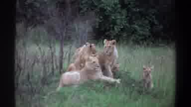 Lagos Nigeria (1969): Lion Sat In The Forest
