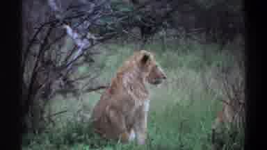 Lagos Nigeria (1969): Lions Animals For Wildlife Meat Danger Cute Fluff