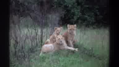 Lagos Nigeria (1969): Old Footage Of Three Lions Lying Down In A Grass And Brush