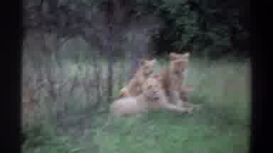Lagos Nigeria (1969): A Group Of Lions In A Forest Resting After The Hunt