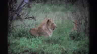 Lagos Nigeria (1969): Pride Of Lions Resting In Grass On A Clear Day