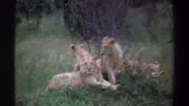 Lagos Nigeria (1969): Lion Pride Resting In The Savanna Grasslands Mostly Females