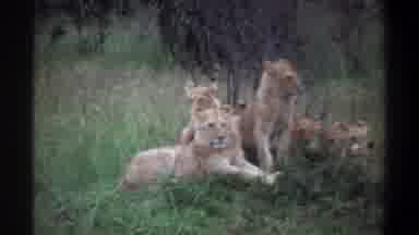 Lagos Nigeria (1969): The Dangerous Lions Are Sitting In The Forest