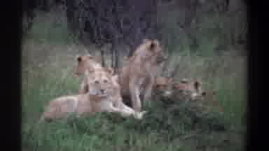 Lagos Nigeria (1969): Van Driving By A Pride Of Lions