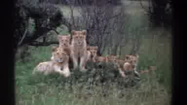 Lagos Nigeria (1969): Some Lion Was Sitting And Watching Some There In A Forest