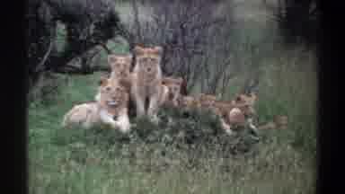 Lagos Nigeria (1969): Animals Enjoying The Wildlife In A Territory That Is