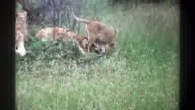 Lagos Nigeria (1969): Lion Cubs Walking Around In The Grass Resting
