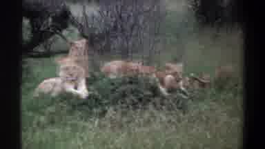 Lagos Nigeria (1969): A Lion Pride Lying Down In The Long Green Grass