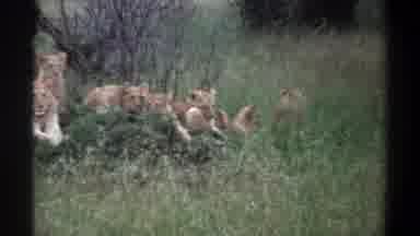 Lagos Nigeria (1969): Lioness And Her Children