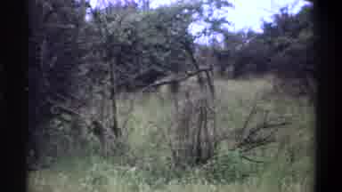 Lagos Nigeria (1969): King Of Forest Wandering In Forest Eccentric Royal Fierce