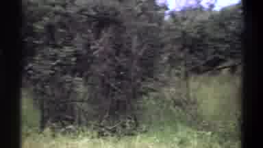 Lagos Nigeria (1969): A Bushy Field Of Trees With Tall Grass Blowing In The Summer