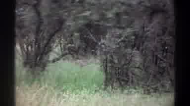 Lagos Nigeria (1969): Vintage Video Of A Male Lion Walking Through The Trees And