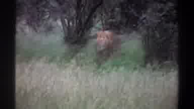 Lagos Nigeria (1969): Male Lion Walking In A Natural Grassland Setting May Be