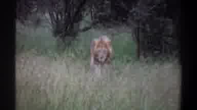 Lagos Nigeria (1969): A Lion In The Grass
